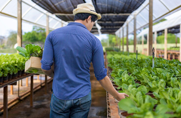 Rear view of Asian local farmer growing their own salad lettuce in the greenhouse using organics soil approach for family own business and picking some for sale