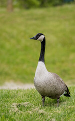 Canada goose