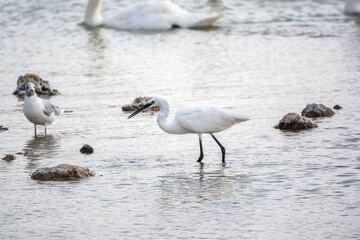 The small white heron or Little egret stands in the lake