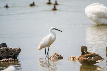 The small white heron or Little egret stands in the lake