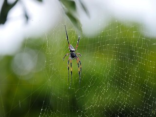 Red-legged golden orb-weaver spider after heavy rain