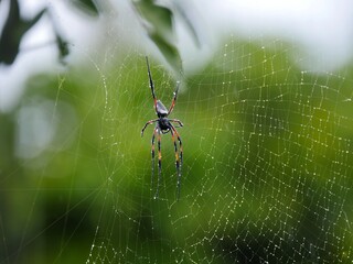 Black spider with orange highlights on web with raindrops 
