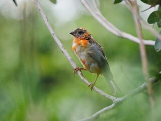 Red Fody bird in winter feather color change transition 