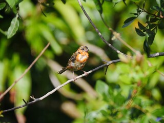 Fody bird from Mauritius losing its colors during winter