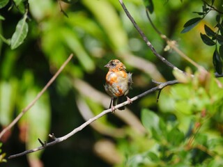 Red Fody bird during winter season - Foudia Madagascariensis 