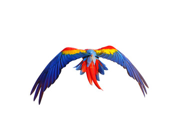 Fototapeta premium Colorful feathers on the back of macaw parrot isolated on transparent background png file