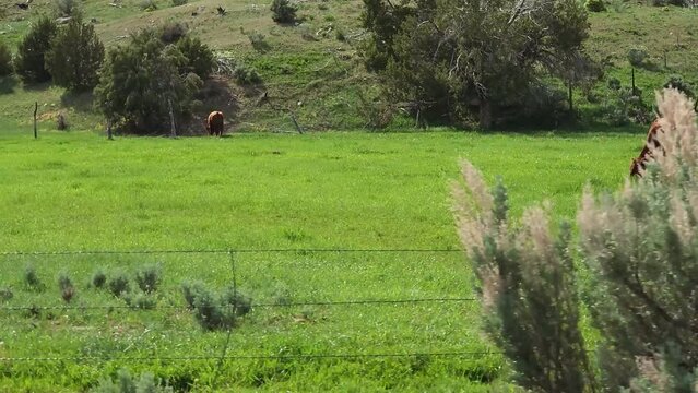 Drive Plate-Side-Passing cattle grazing in a lush green pasture in the hills