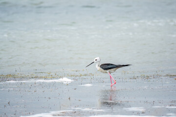 Cute water bird. Black winged Stilt feeding in the lake. Black winged Stilt, or or pied stilt,...