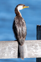 Little pied cormorant on the wharf