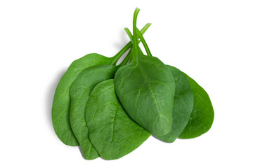 Spinach leaves isolated on transparent background.