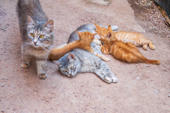 Mother cat resting on a concrete floor and nursing her three ginger kittens. Three ginger kittens drink milk from their gray mother cat lying on the ground, otdoors. - Powered by Adobe