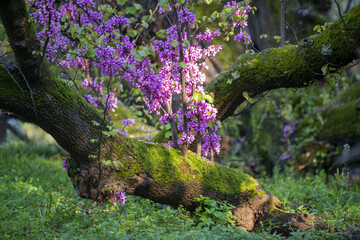 Arbre de Judée en pleine floraison