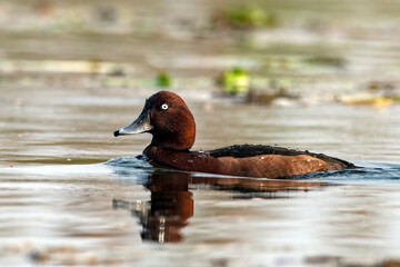 Ferruginous duck or Aythya nyroca observed in Gajoldaba in West Bengal, India