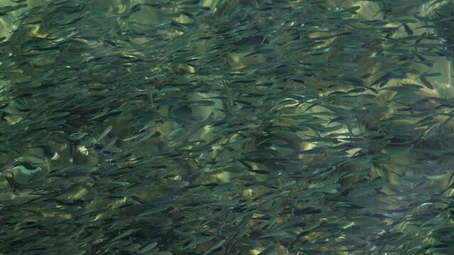 Sardines Swimming Close To The Surface