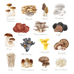 Edible mushrooms vintage style set. Watercolor painted illustration. Porcini, chanterelle, truffle, enoki, shiitake, morel. Various mushroom elements. Different fungi isolated on white background - obrazy, fototapety, plakaty