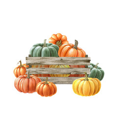 Hand drawn pumpkins in a wooden box. Watercolor painted illustration. Farm organic autumn harvest vegetables in a wooden box. Ripe orange, green, yellow pumpkin pile element. White background