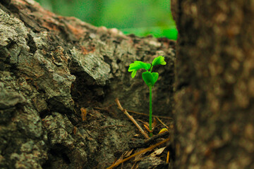 new green plants growing 