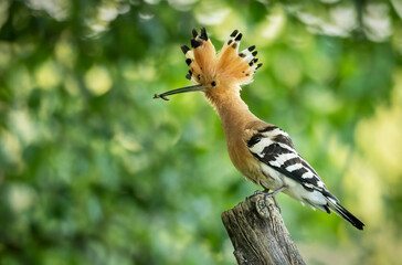 Eurasian hoopoe bird close up ( Upupa epops )