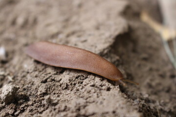 close up of a snail on mud