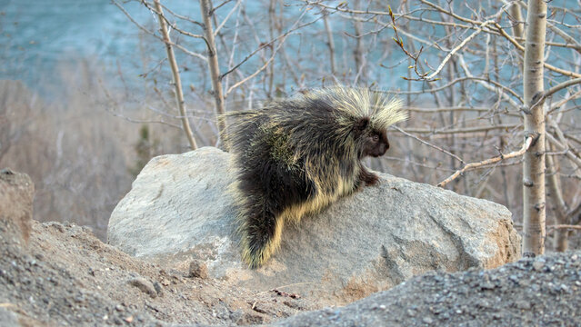 Porcupine walking on rock in Majestic Valley Alaska United States