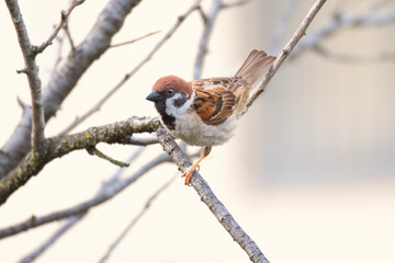 Sparrow on the branch
