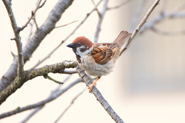 sparrow on a branch