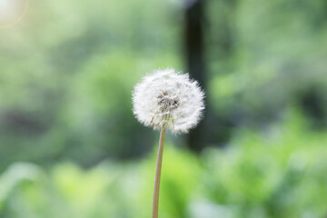 Image of dandelion fluff