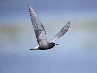 Black tern (Chlidonias niger)