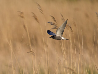 Black tern (Chlidonias niger)