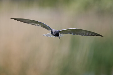 Black tern (Chlidonias niger)