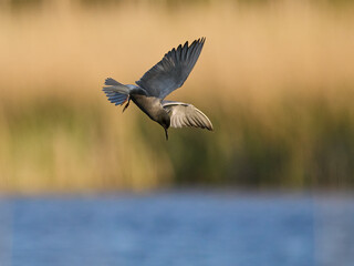 Black tern (Chlidonias niger)