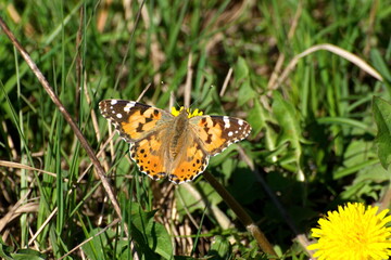 Butterfly Painted Lady (Vanessa (Cynthia) cardui) on a dandelion flower on a May morning. Russia