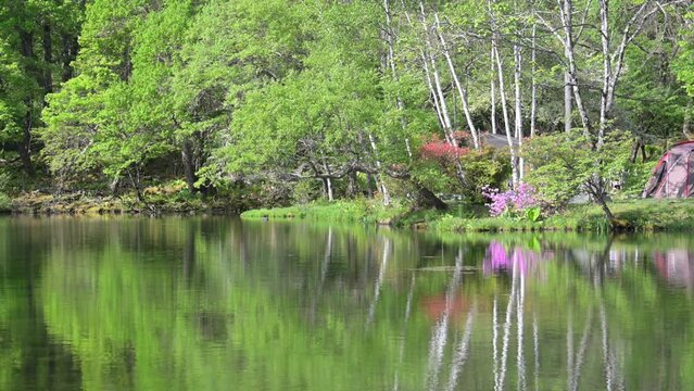 A beautiful pond like Monet's Lake Water mirror video
