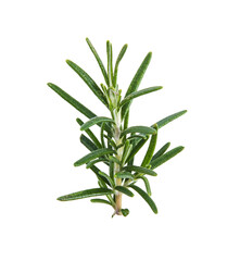 Rosemary isolated on transparent png