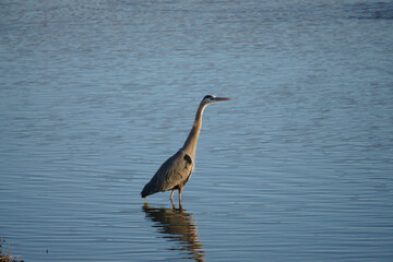 great blue heron