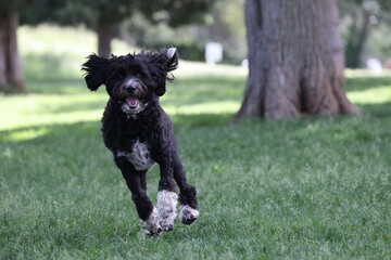 Dog running in the park 