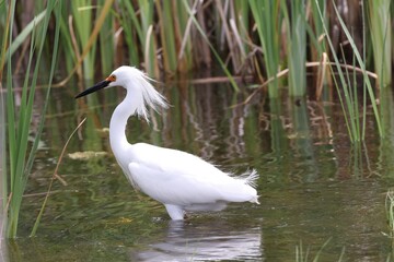 Snowy egret in the marsh