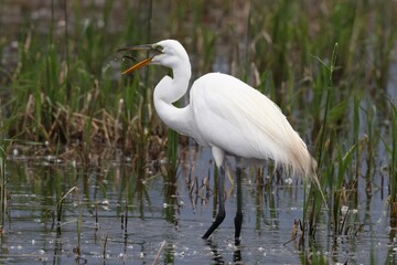 great egret with fish 