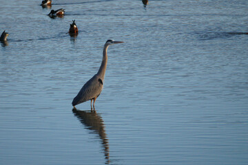 Great Blue Heron