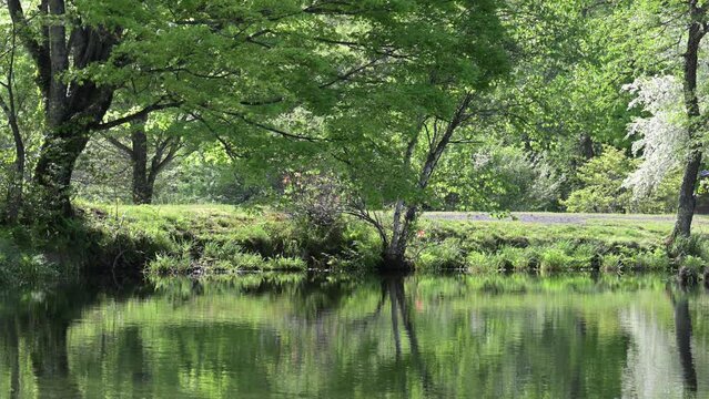A beautiful pond like Monet's Lake Water mirror video
