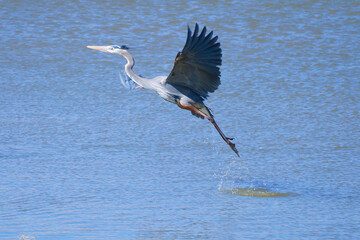 great blue heron in flight