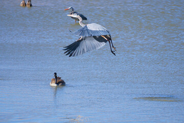 great blue heron in flight