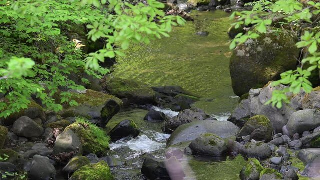 Upstream rivers in Japan that are easy to use as backdrops for sightseeing and travel. Clear streams.　video slow