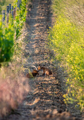 Two red fox - mother and her kit - touching with nose on a field in summer