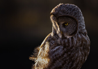 A great gray owl backlit by the setting sun
