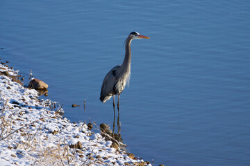 Great blue heron on winter morning