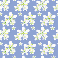 Fototapeta na wymiar Pattern with white flowers. Coffee flower. Seamless pattern. 