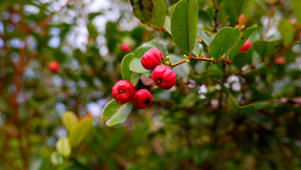 A Wild Red Fruit That Grows In A Muddy And Salty Water Environment, In The Village Of Belo Laut During The Day