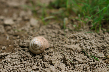 snail on the soil