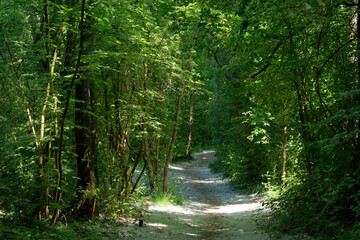 Obraz premium White poplar fluff on forest path of the livry sensitive nature reserve . Île-de-France region 